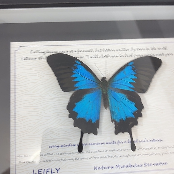 哒***唧蝴蝶标本定制244@