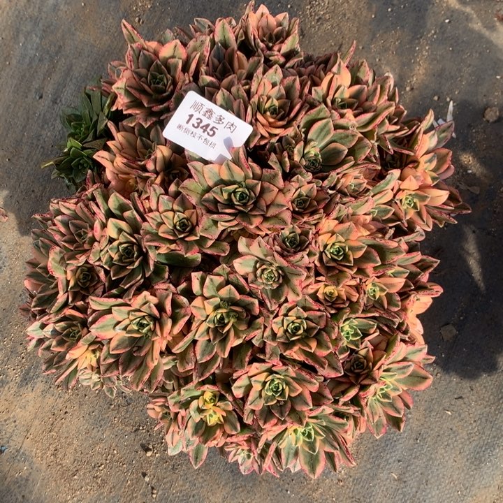 1345甜茶多肉植物