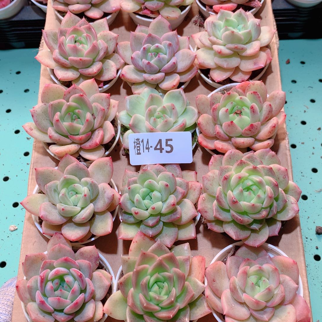 14-45一物一拍多肉带盆18颗