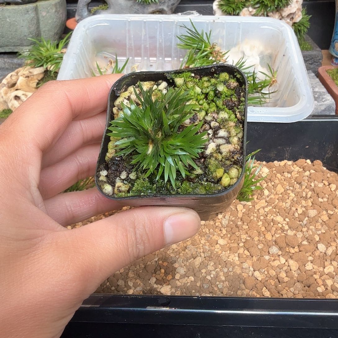 红陶贵船苔塑料盆