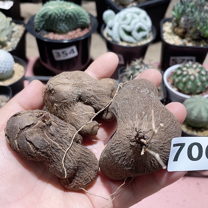 706处理象足龟甲龙3颗