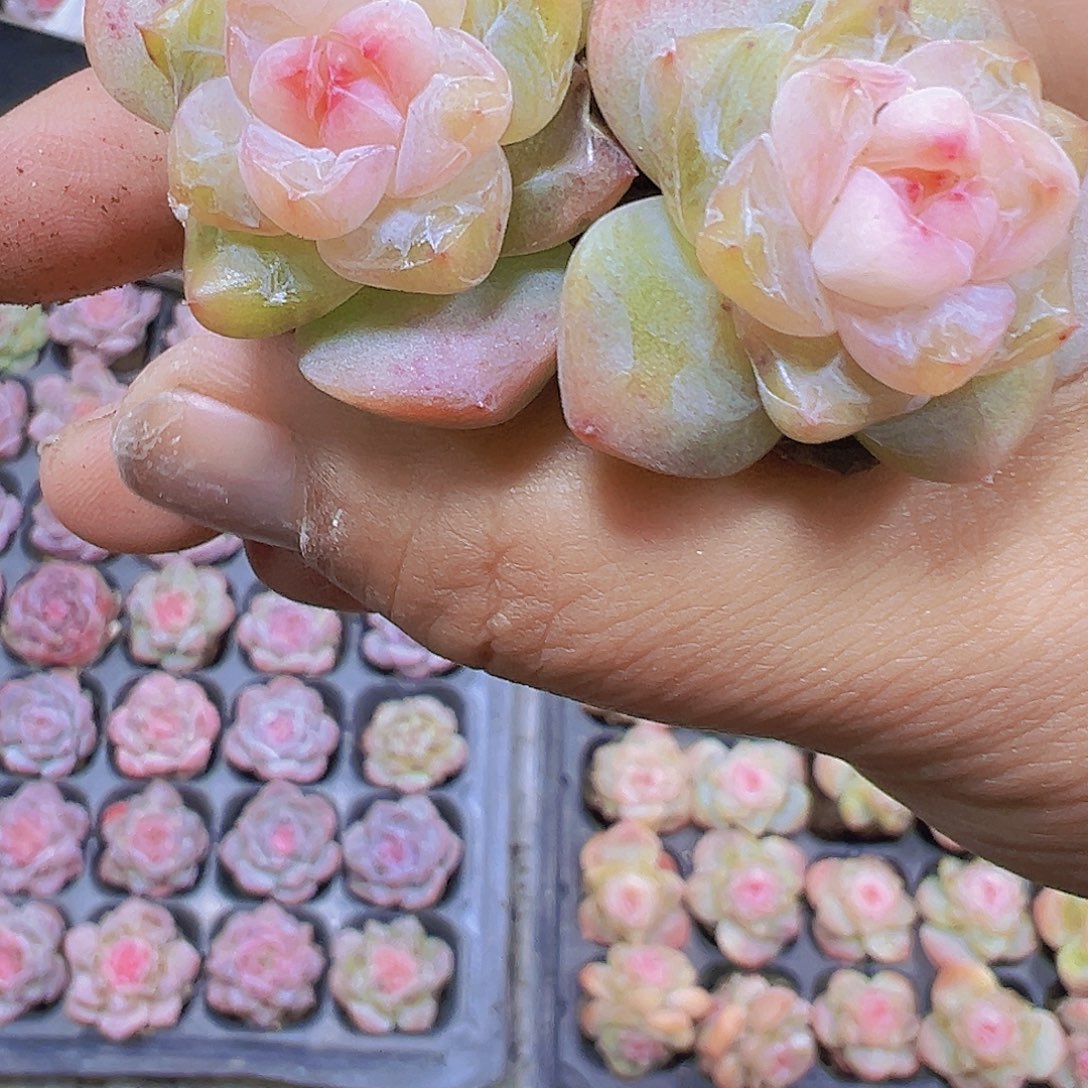 繁星珍妮5个19包邮