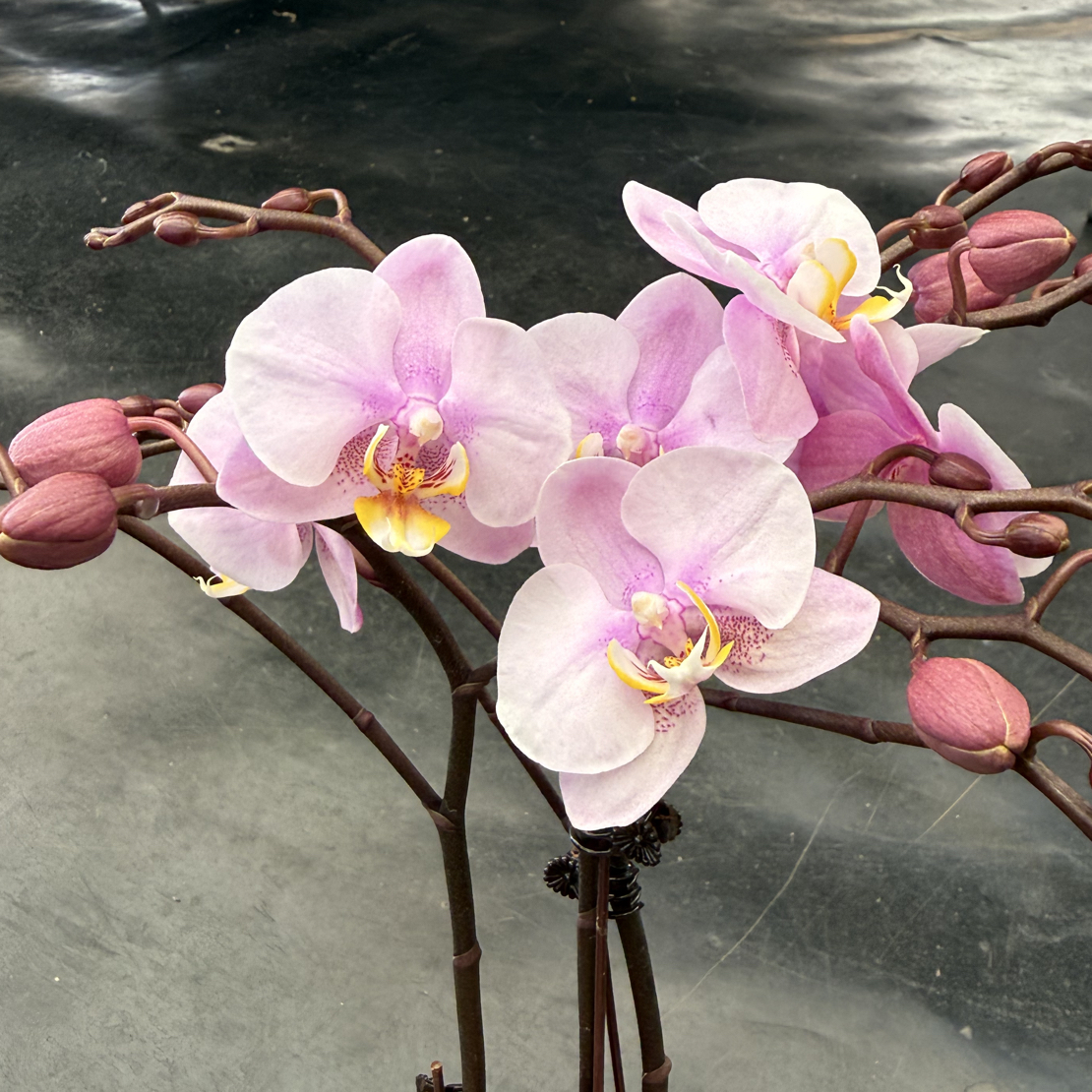 鲜花《罗基斯勒》蝴蝶兰云南源头产地直发