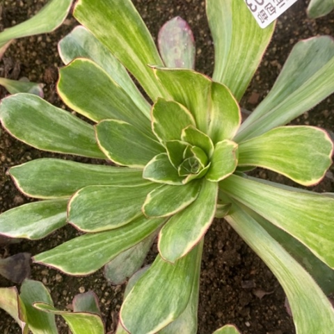 403紫嫣满25包多肉