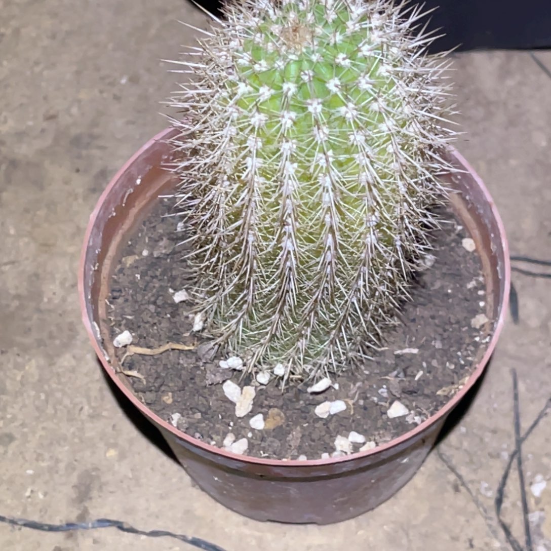 花***夕时光 脱土脱盆摘花满20包邮