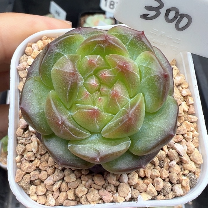 300号绿体珍妮 晗雨多肉