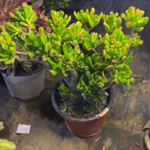 吸财树多肉植物3884