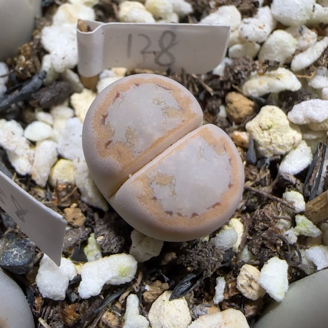 11.28.c216饼干.9023尺寸1.2cm