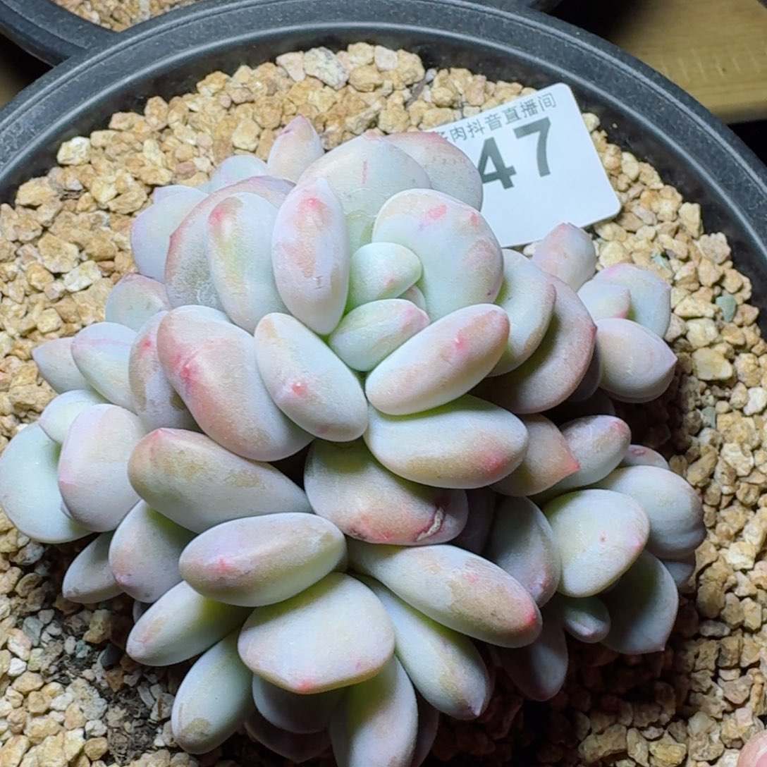 ?***孩香橙         多肉植物