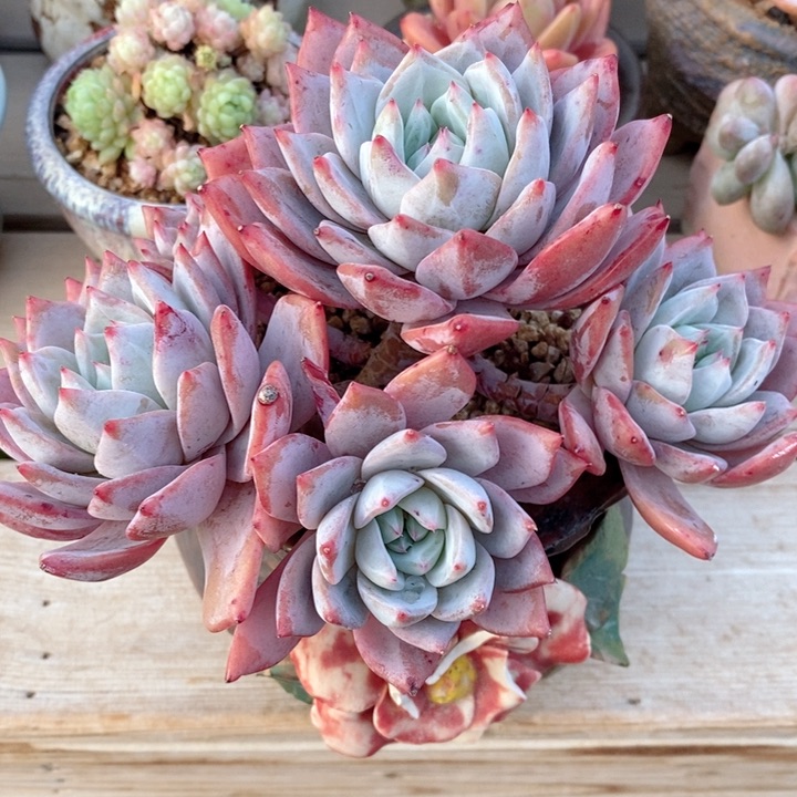 粉蓝鸟 韩货精品