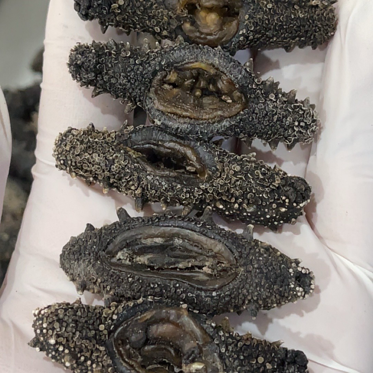 大连石岛纯淡干海参