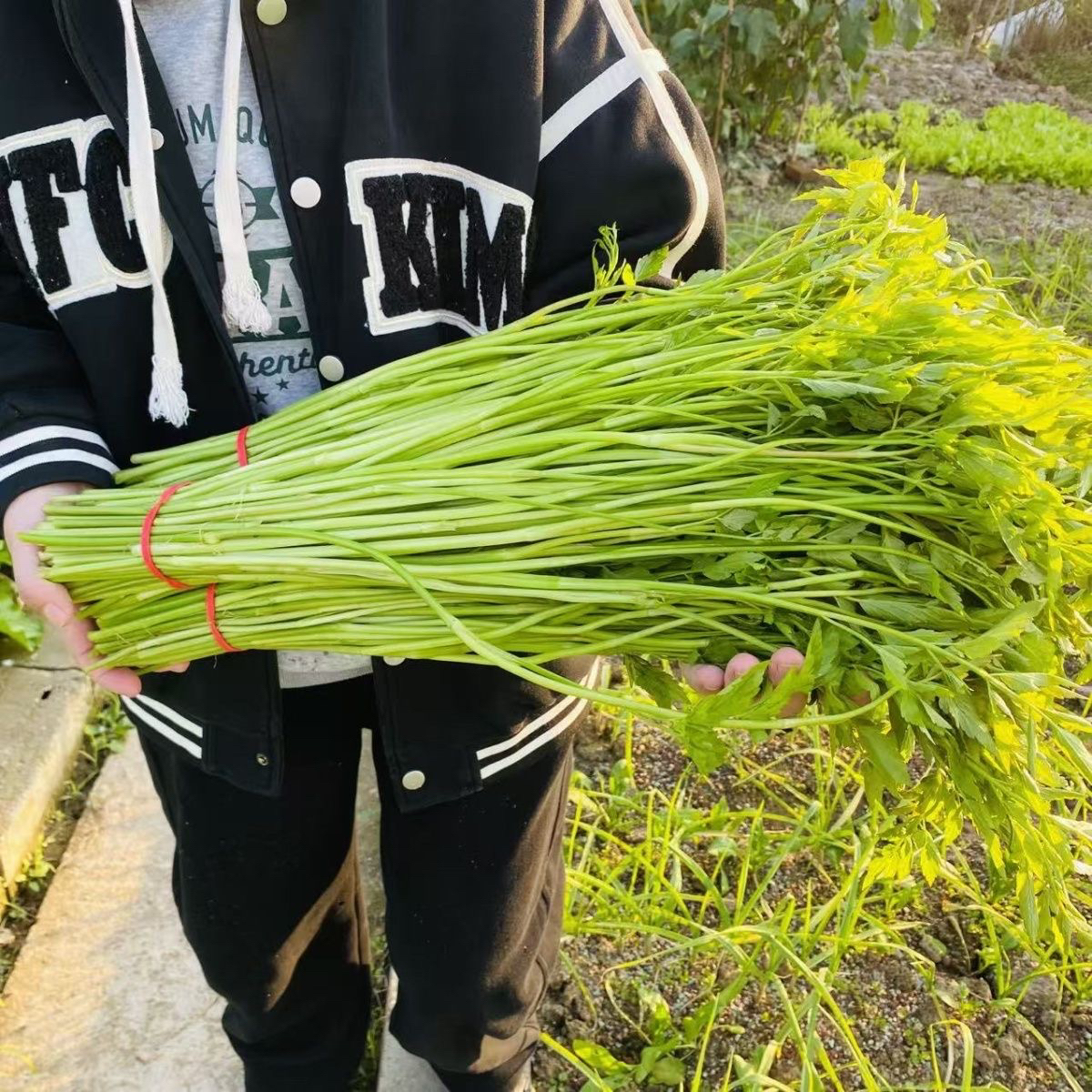 水芹菜农户自种当季蔬菜3斤/4斤/5斤