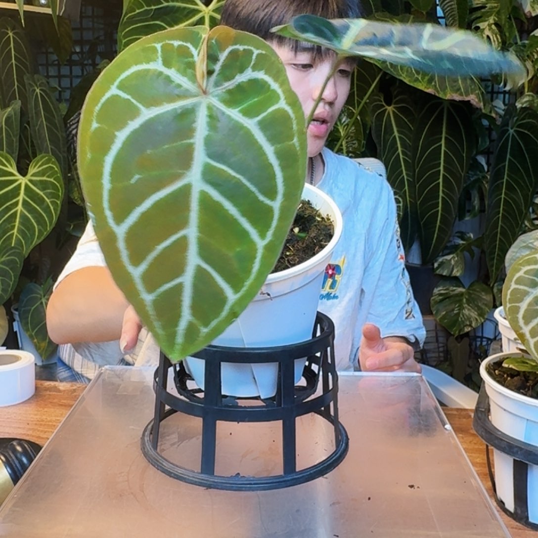 完全开放粉脉水晶杂红Y118