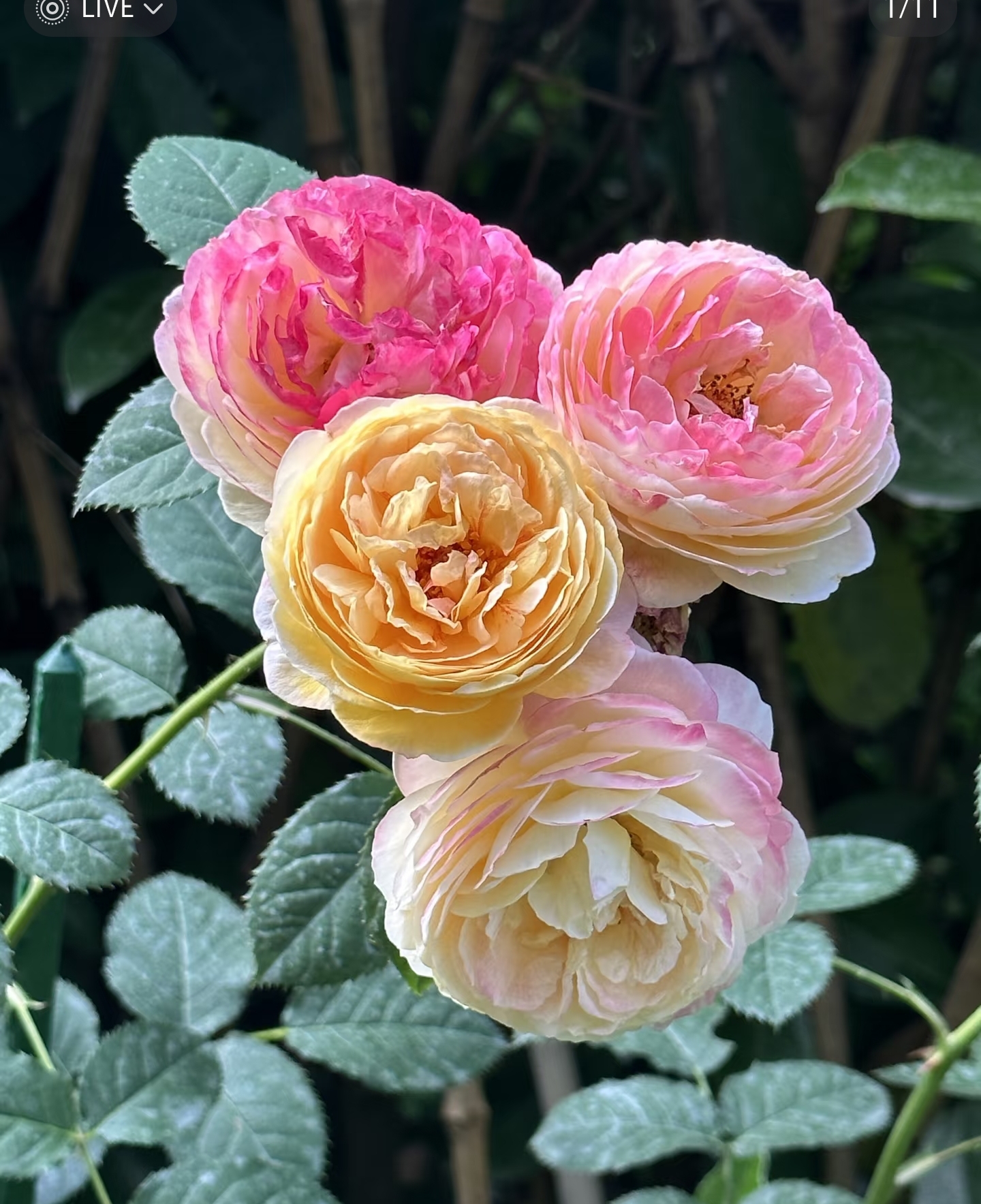 多色花 罗曼尼.詹森 1米大苗大花重瓣浓香多季开花 爬藤蔷薇欧月