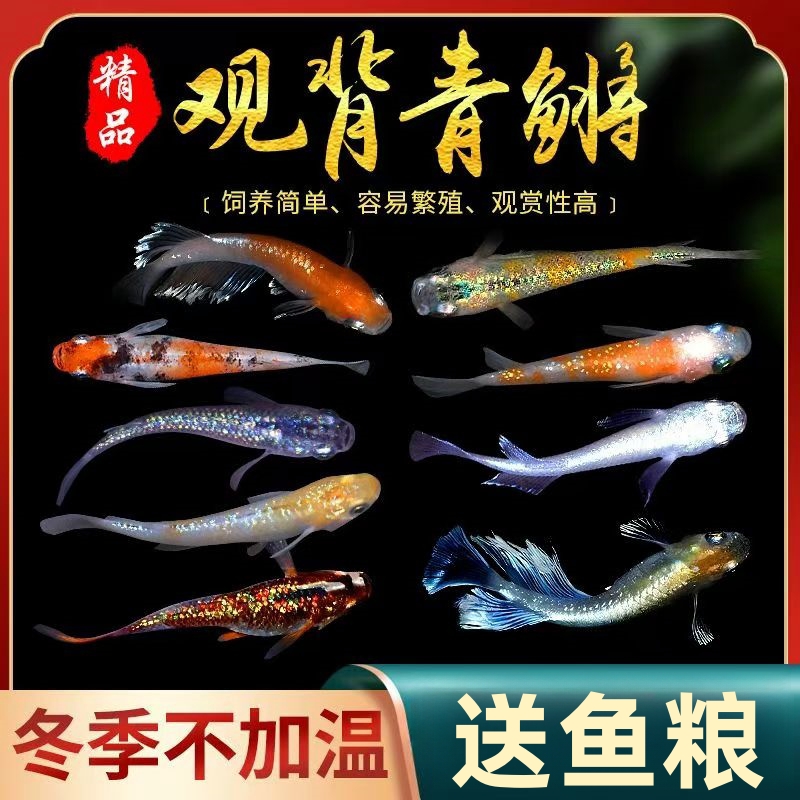 观背青鳉鱼淡水冷水观赏鱼不打氧好养适合新手水族宠物