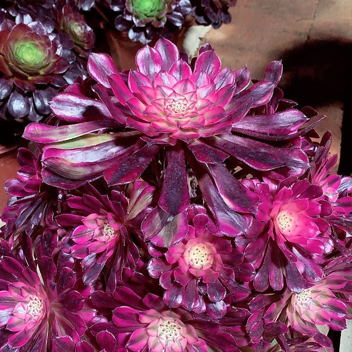 红超白，多肉植物