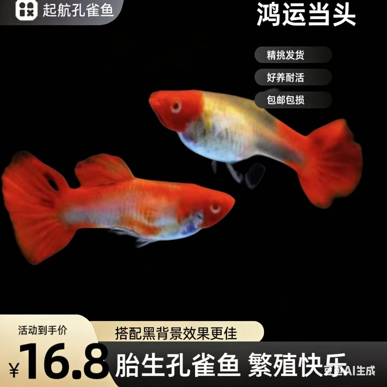 大种鱼鸿运当头精品种鱼带孕大种鱼 包头包鳃