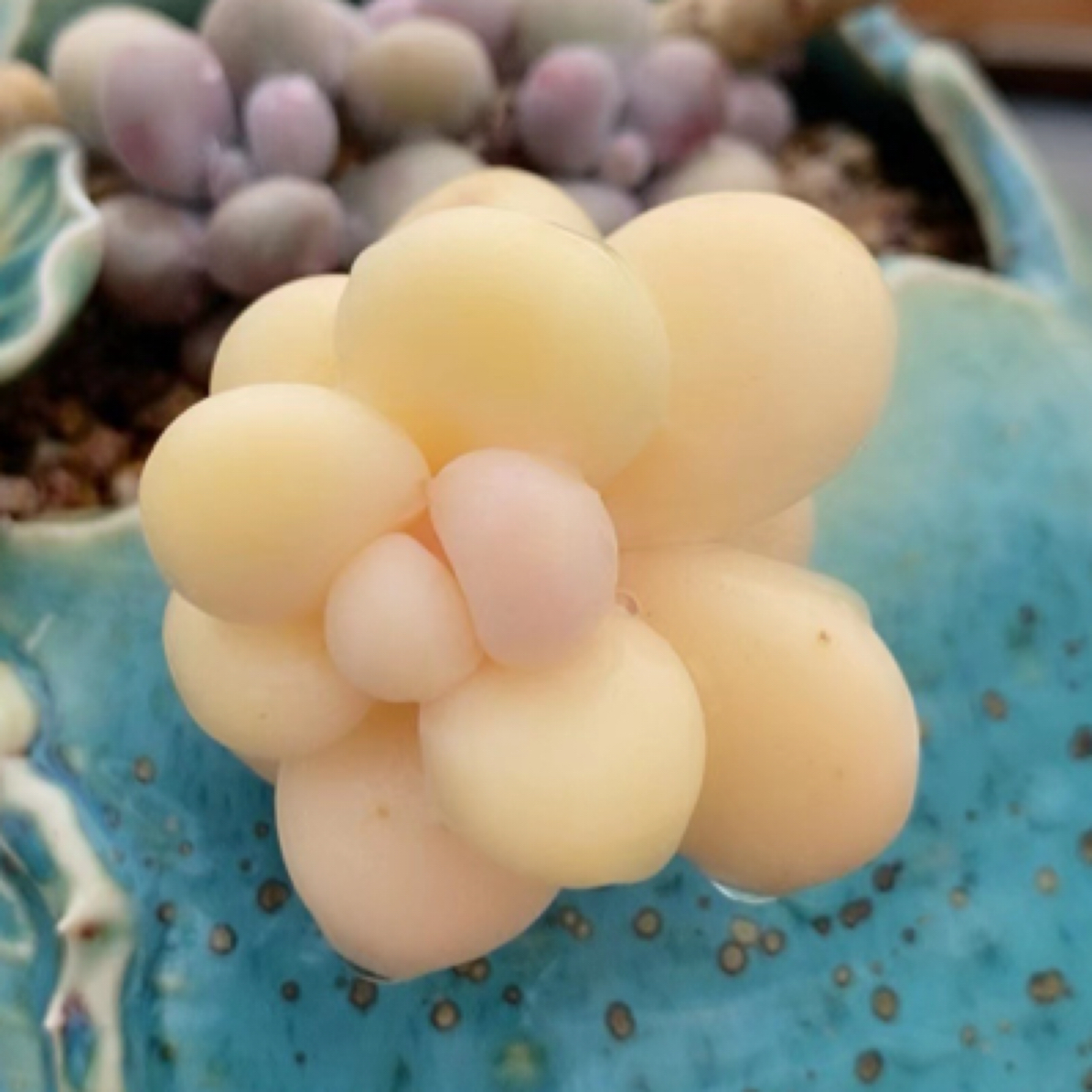 【8+1多肉甄选】外播专用链接-直播间拍满19.9默认包邮