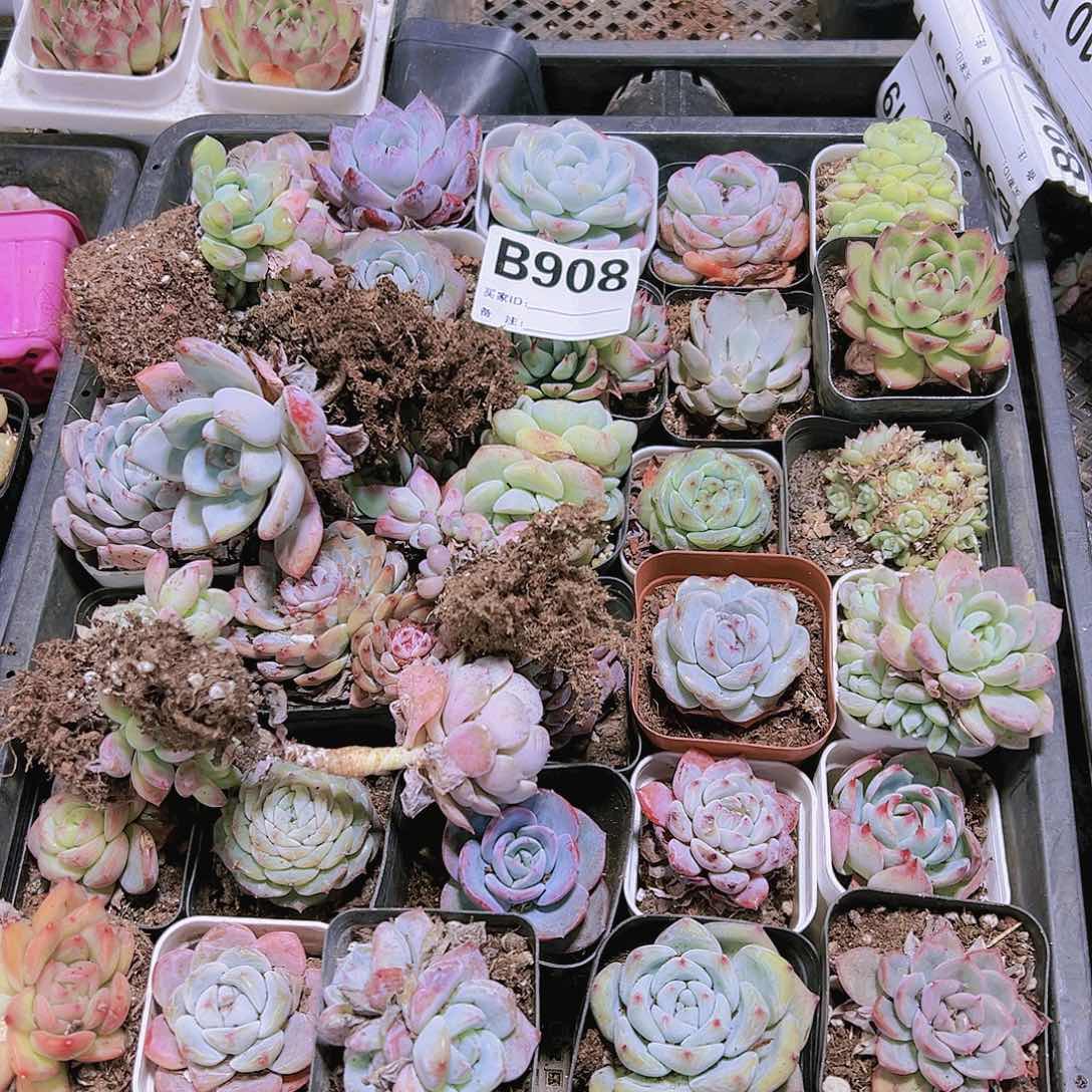 无售后瑕疵脱土多肉908