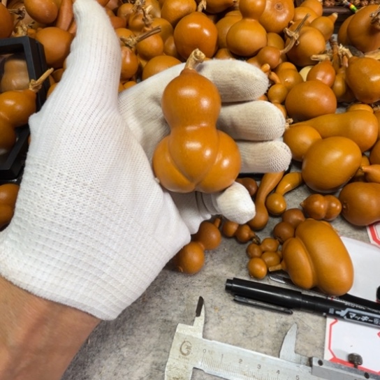 橘***）蒟蒻的一把金铲一把金铲葫芦