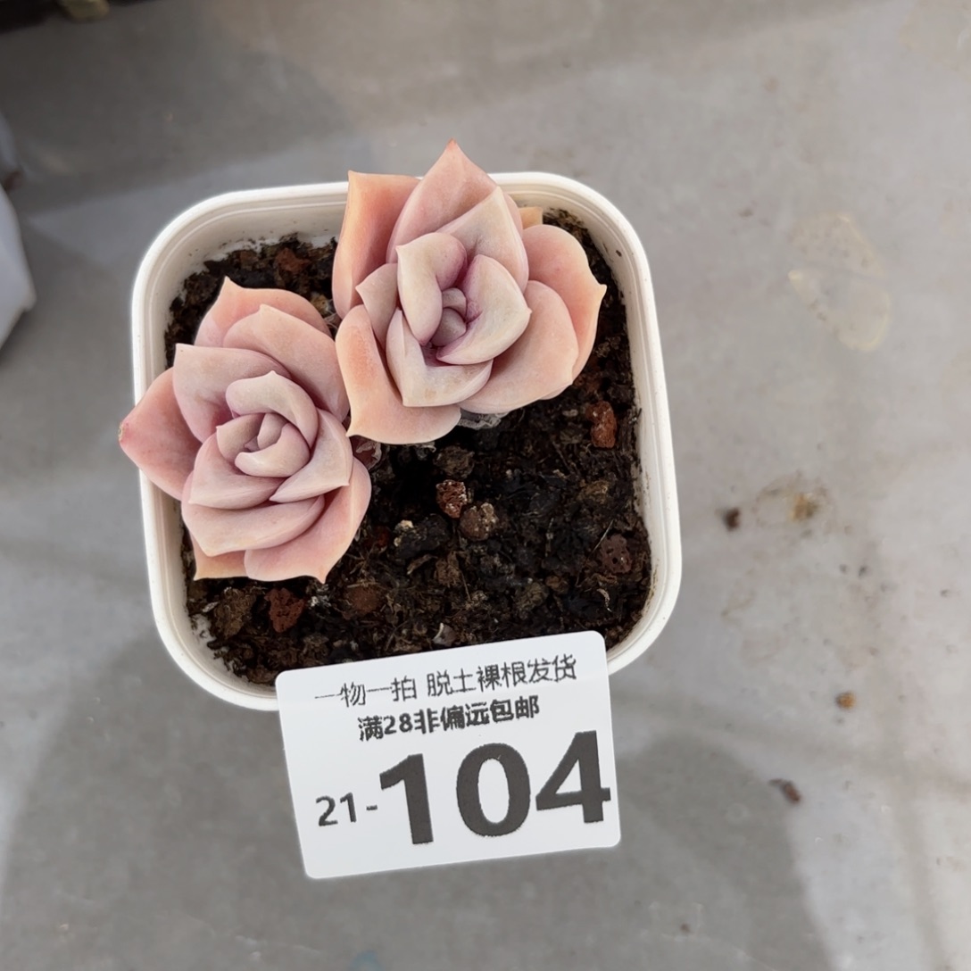 可爱玫瑰多肉多肉