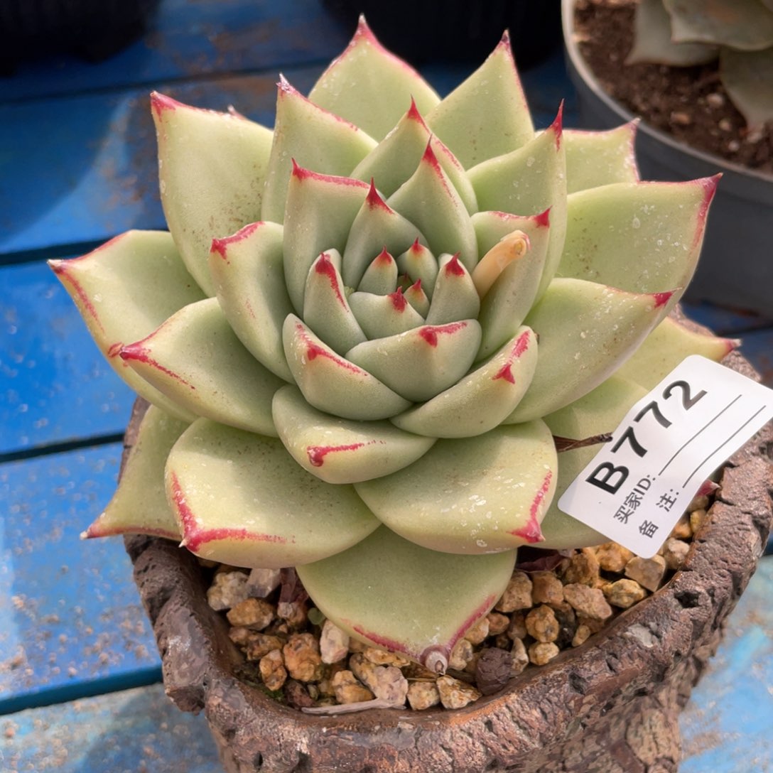 无花朵若如东云组拍B772