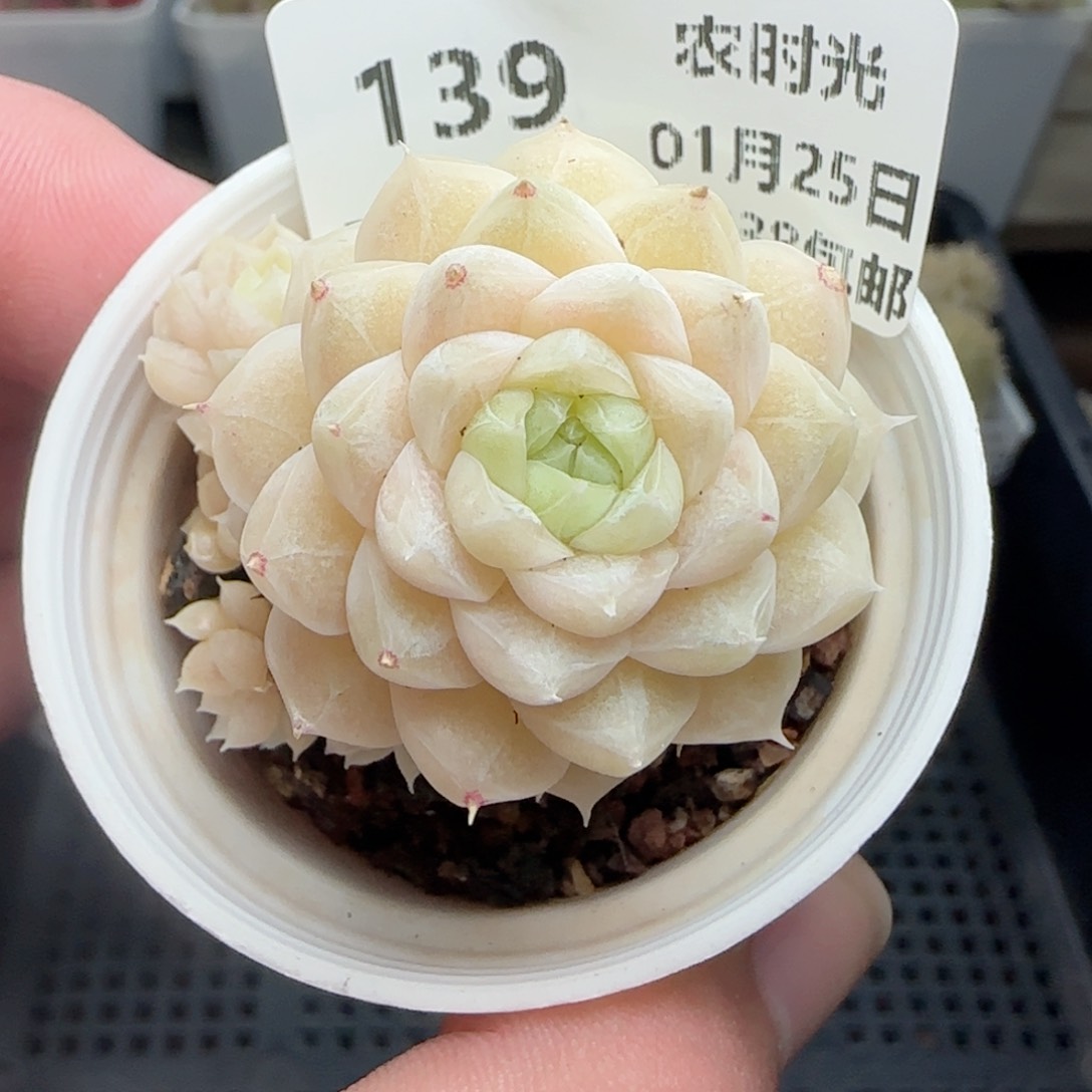 0125-139包子麦秆