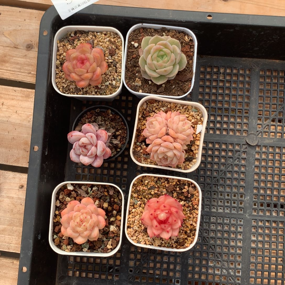 31珍尼，一物一拍。     