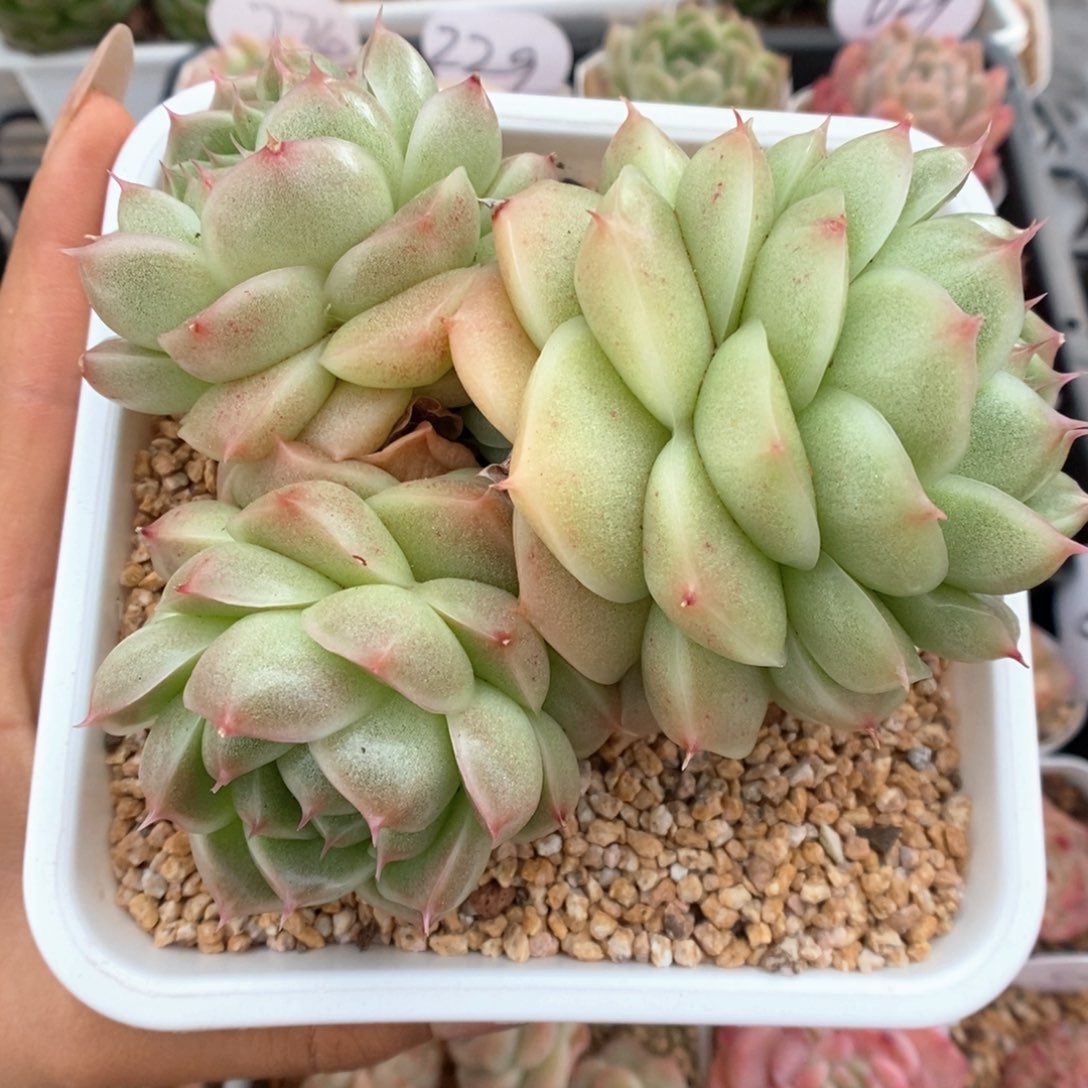 翡冷翠麦秆群生可拍 