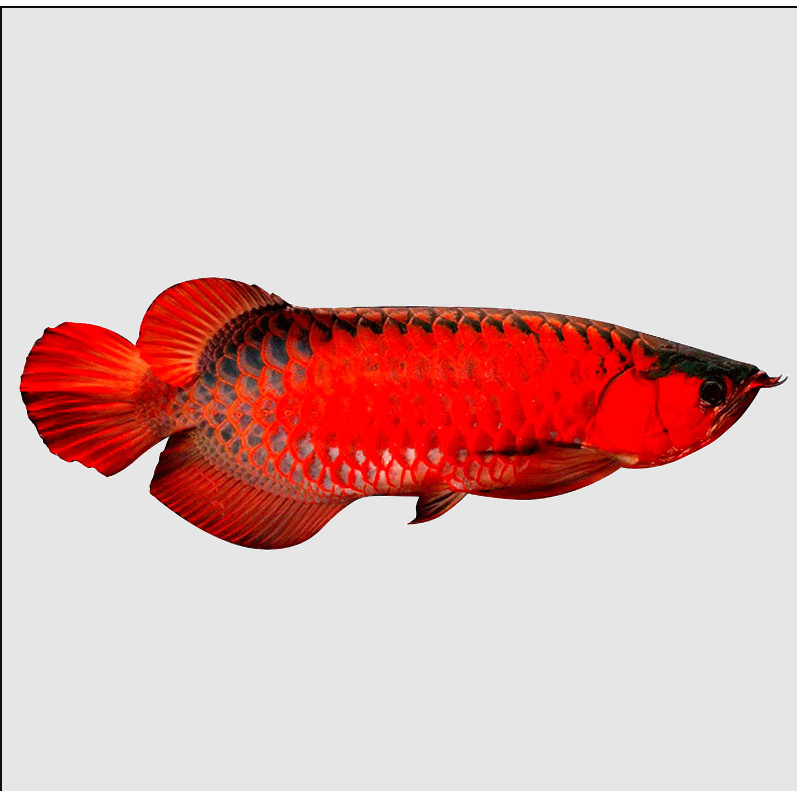 印尼红龙鱼活体超血辣椒红龙鱼苗观赏鱼热带鱼蓝底过背金龙鱼活鱼