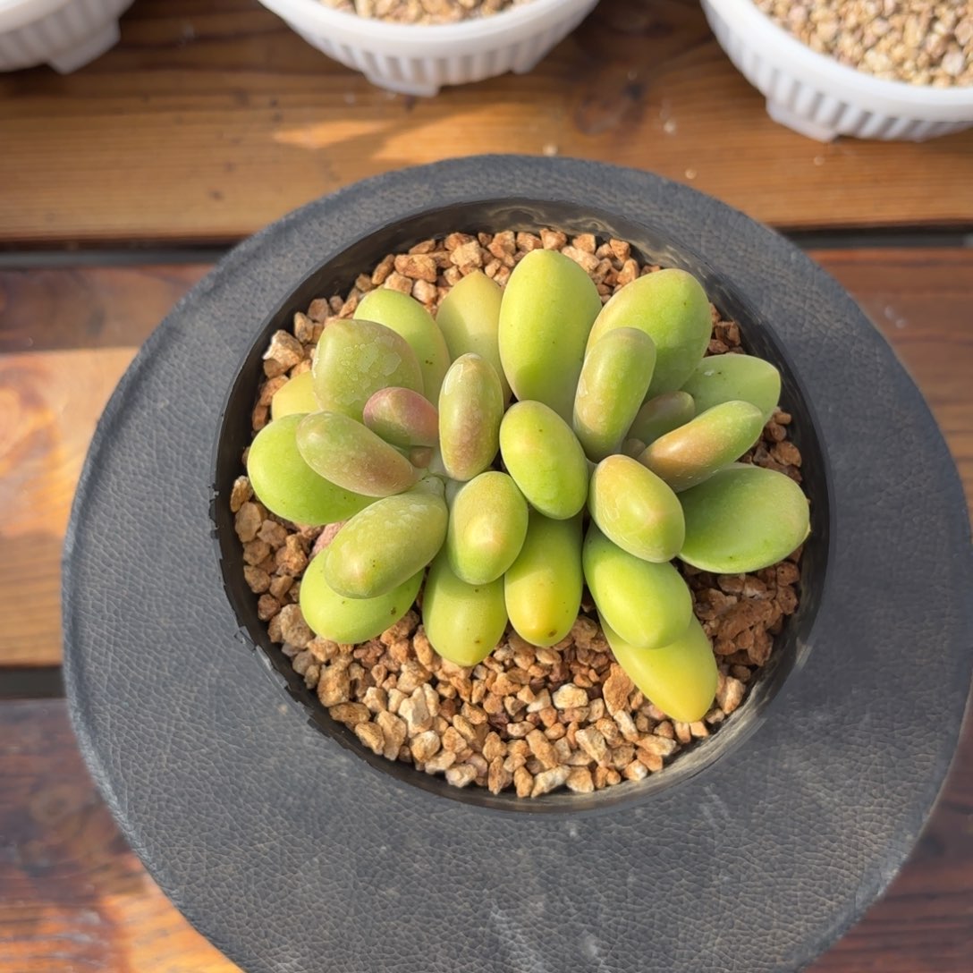 旎***爱芒果奶，多肉植物发货