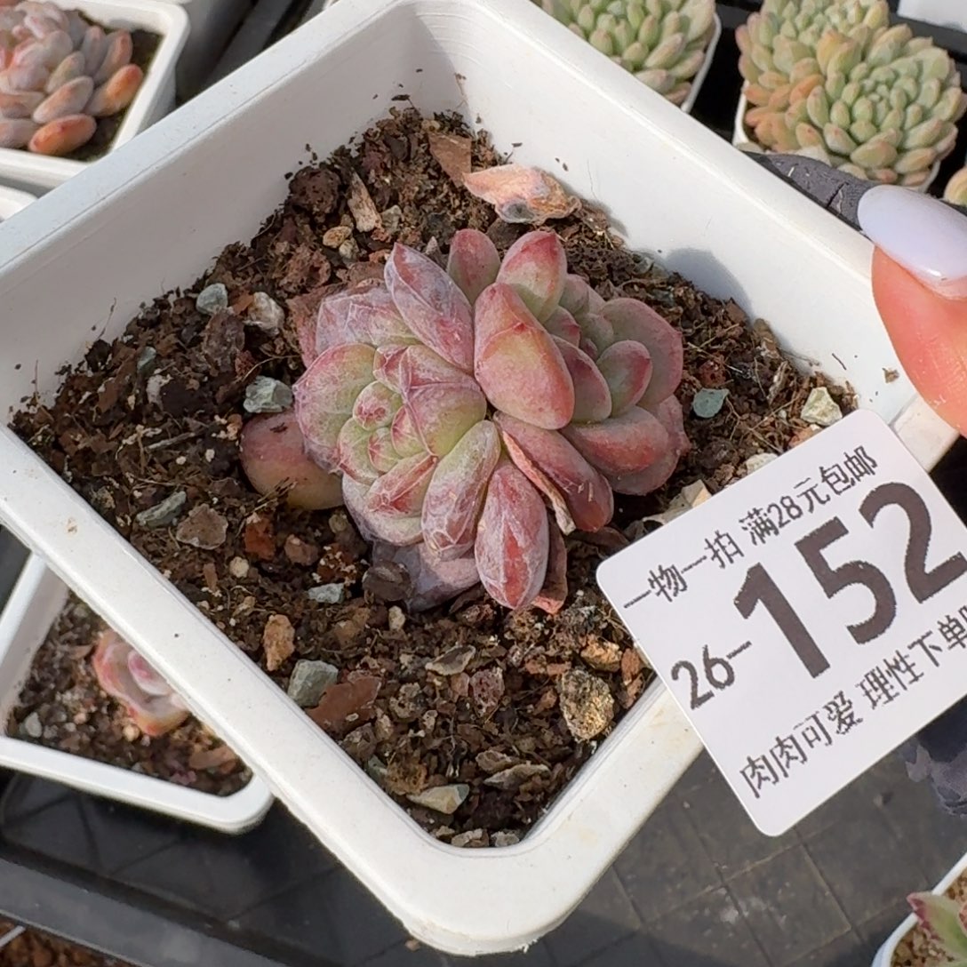 凌雪无盆土发货无