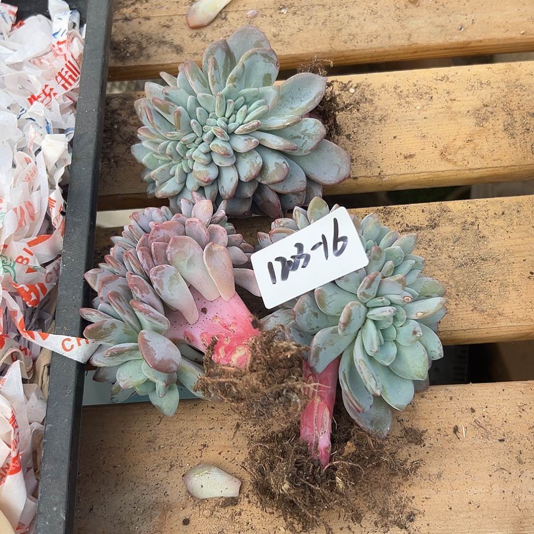 青****1203-16奥橙缀组合3颗