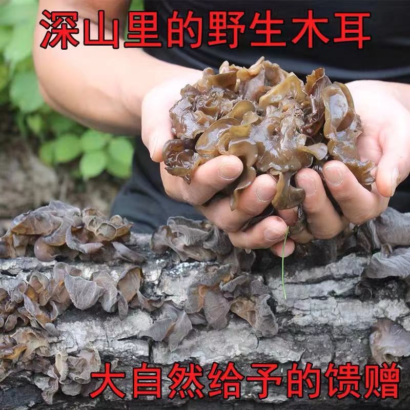 东北柞木黑木耳无根软糯野外生长山区特产