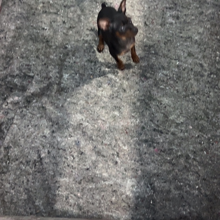 海***特小鹿弟弟一个超皮