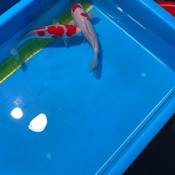 锦鲤纯种血统锦鲤鱼