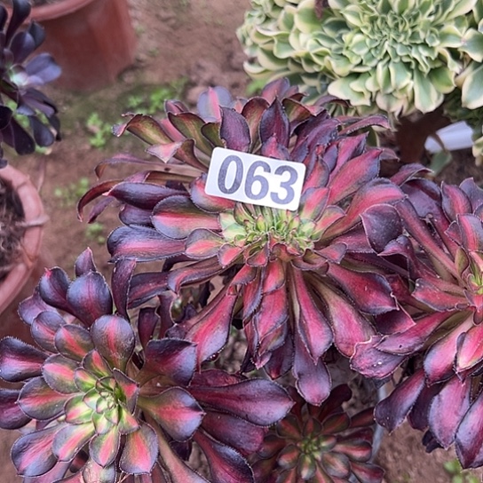 富***哥多肉植物一个晚霞063