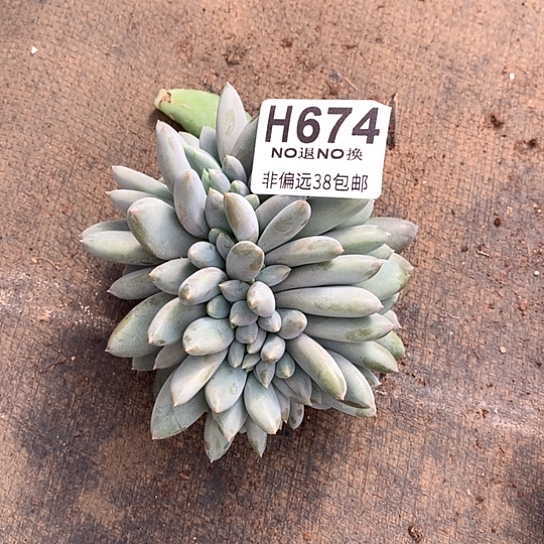 胖体哥特缀化674 亏本处理退款拉黑7-8天发货