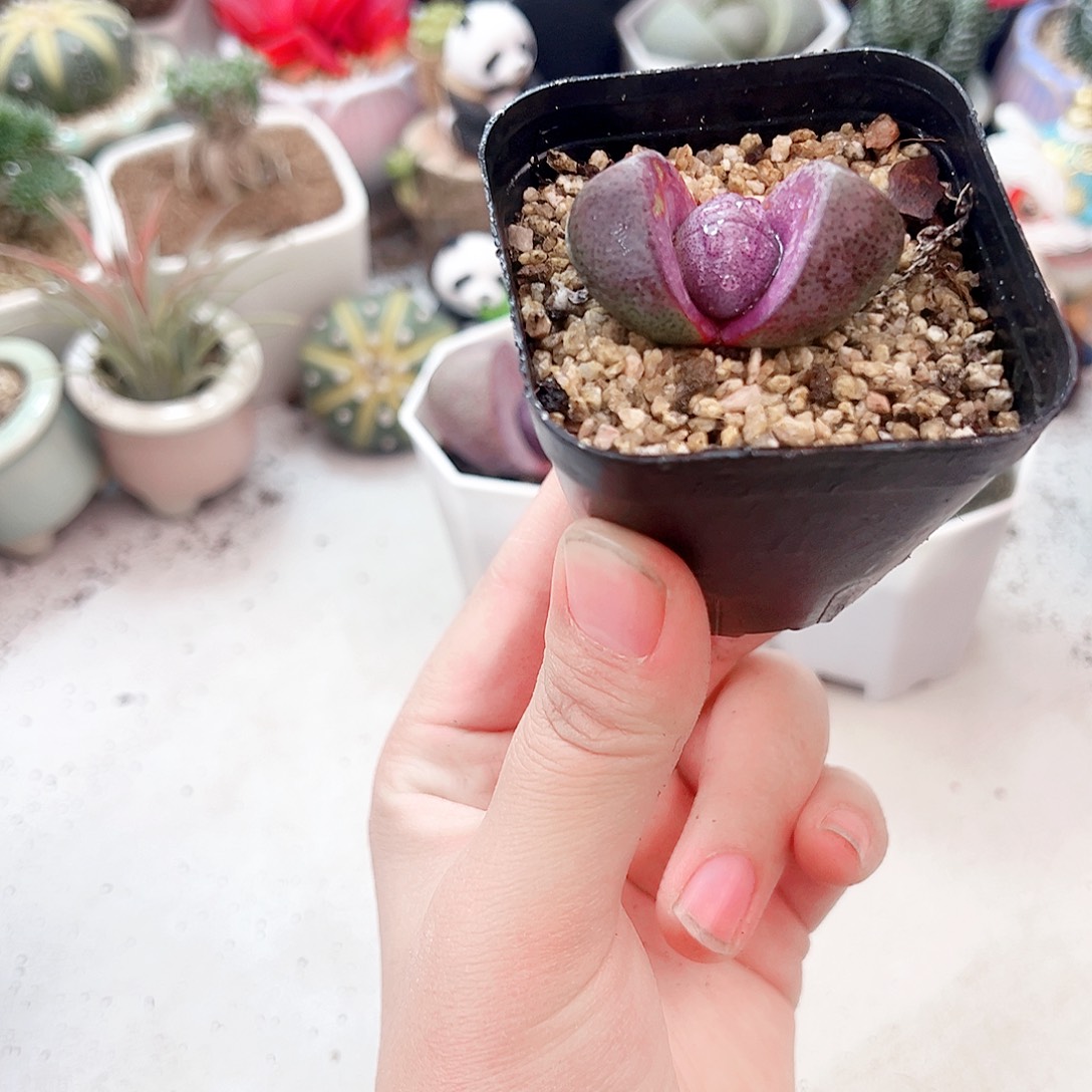 紫元宝多肉植物小的