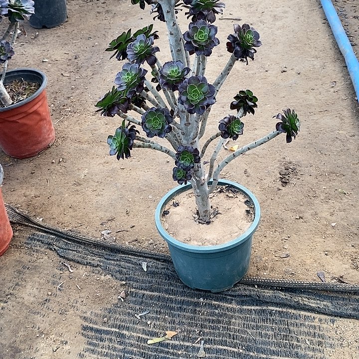 32，黑法师多肉法师有修枝