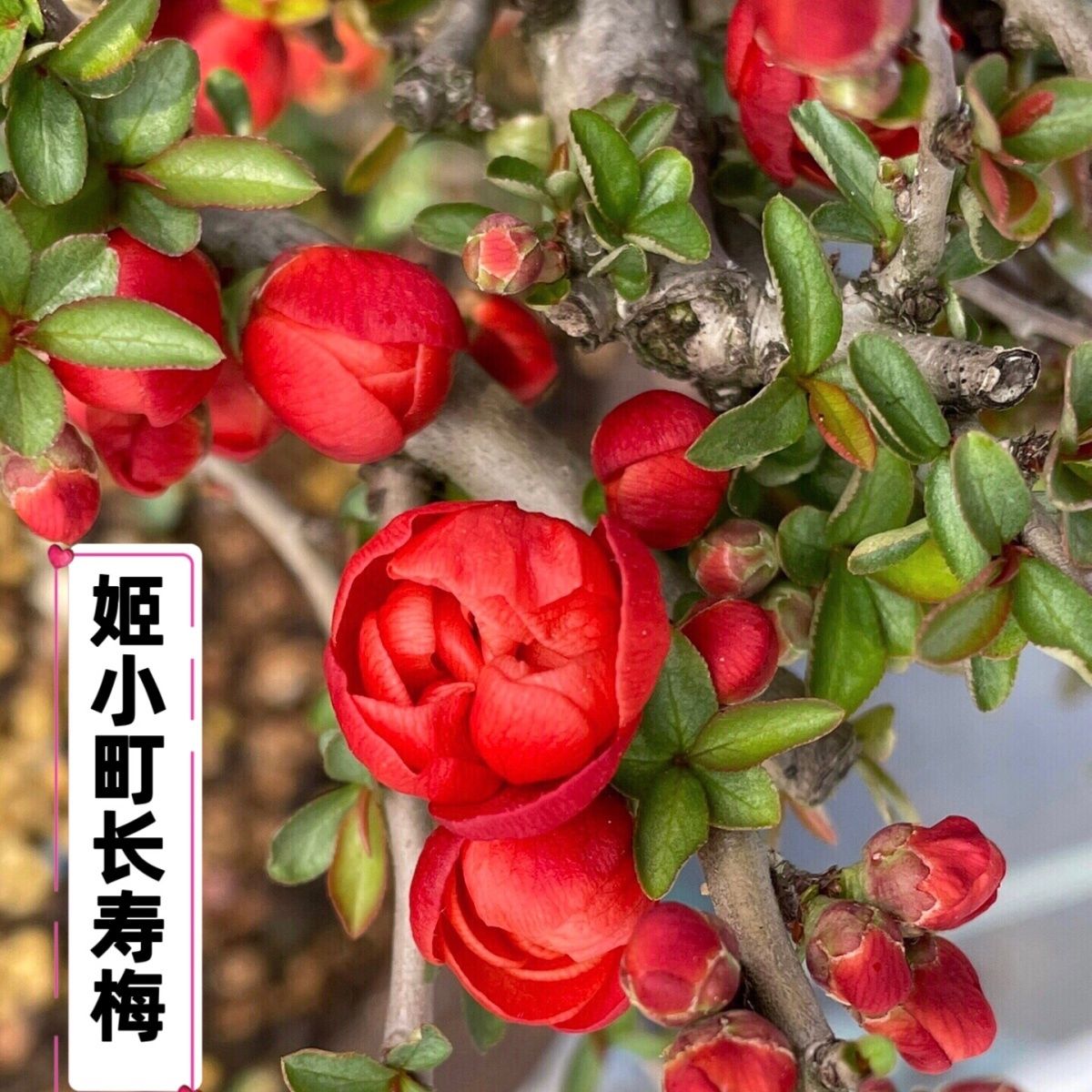 原生姬小町海棠花，日本进口品种海棠