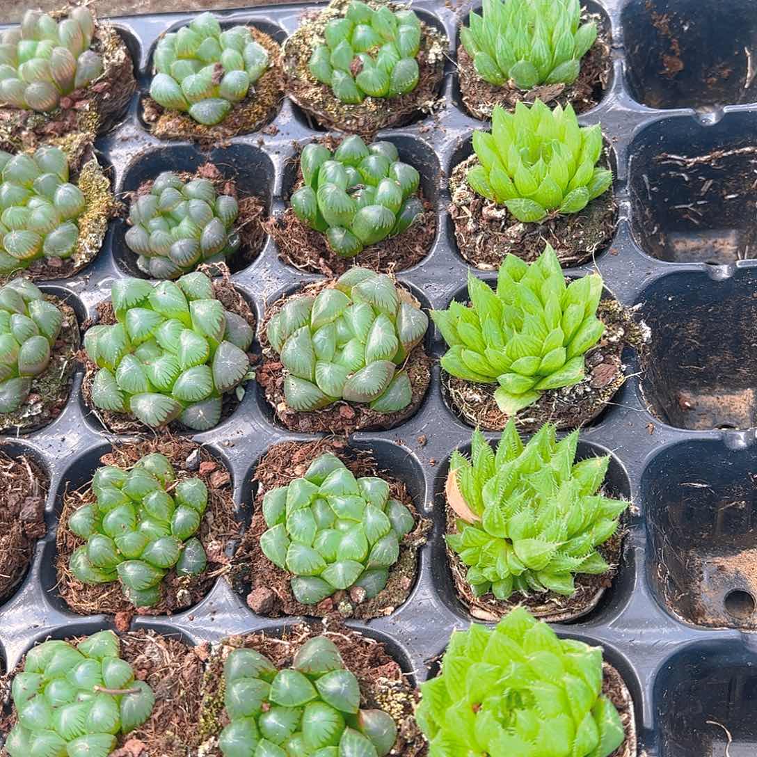 50孔玉露10颗带草系量拍