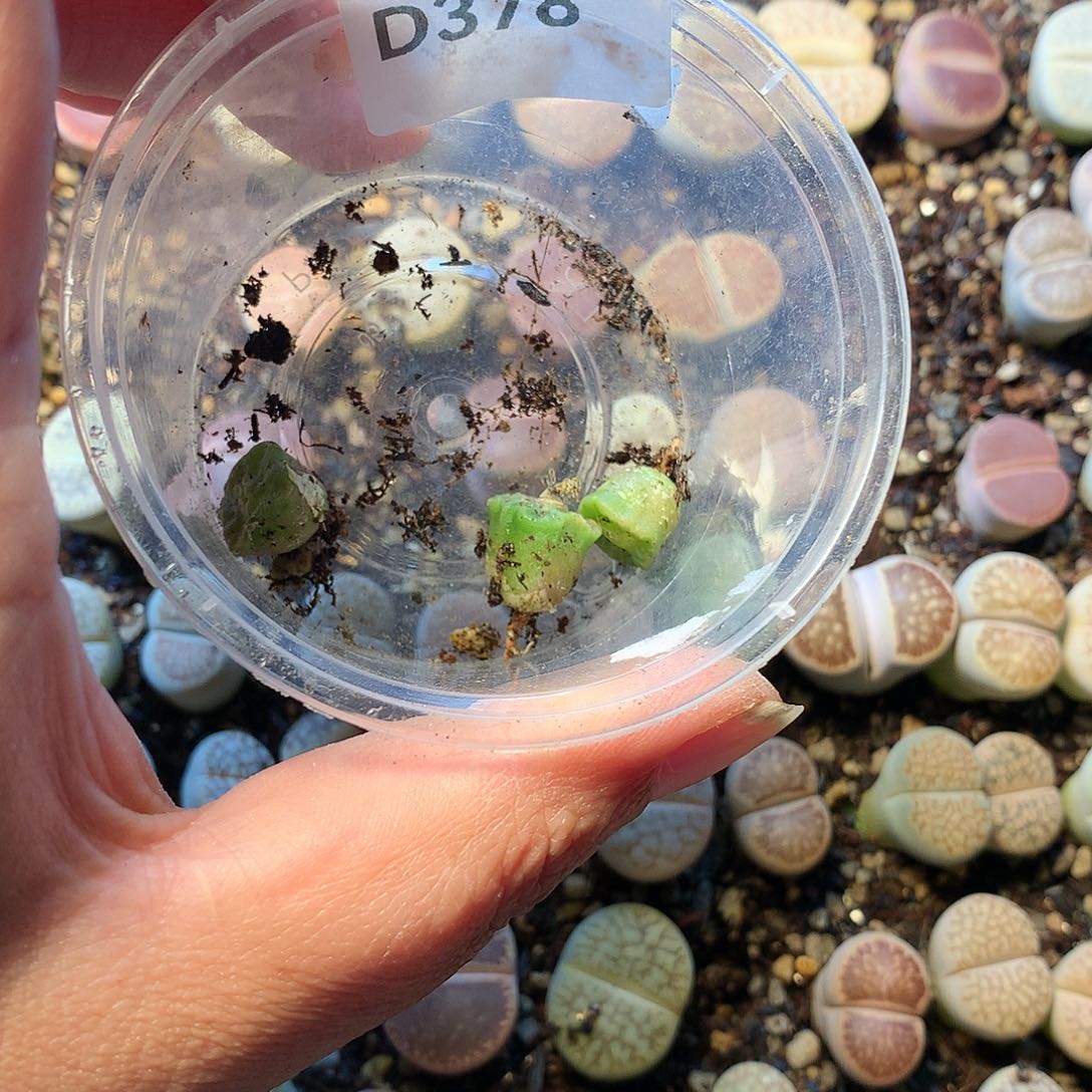 嫂***?D378多肉植物保护