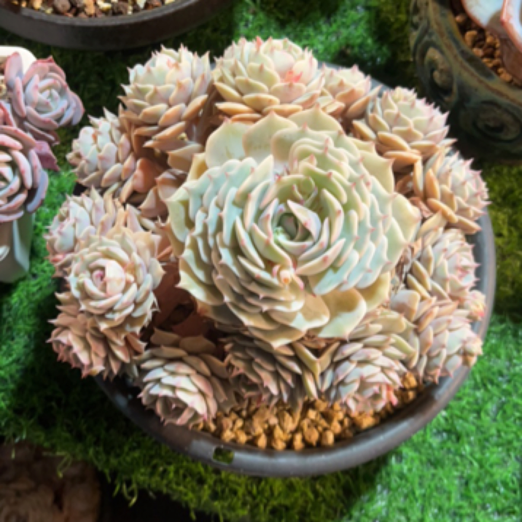 露娜莲 多肉植物一物一拍 