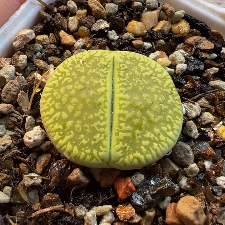 062多肉植物种类多样