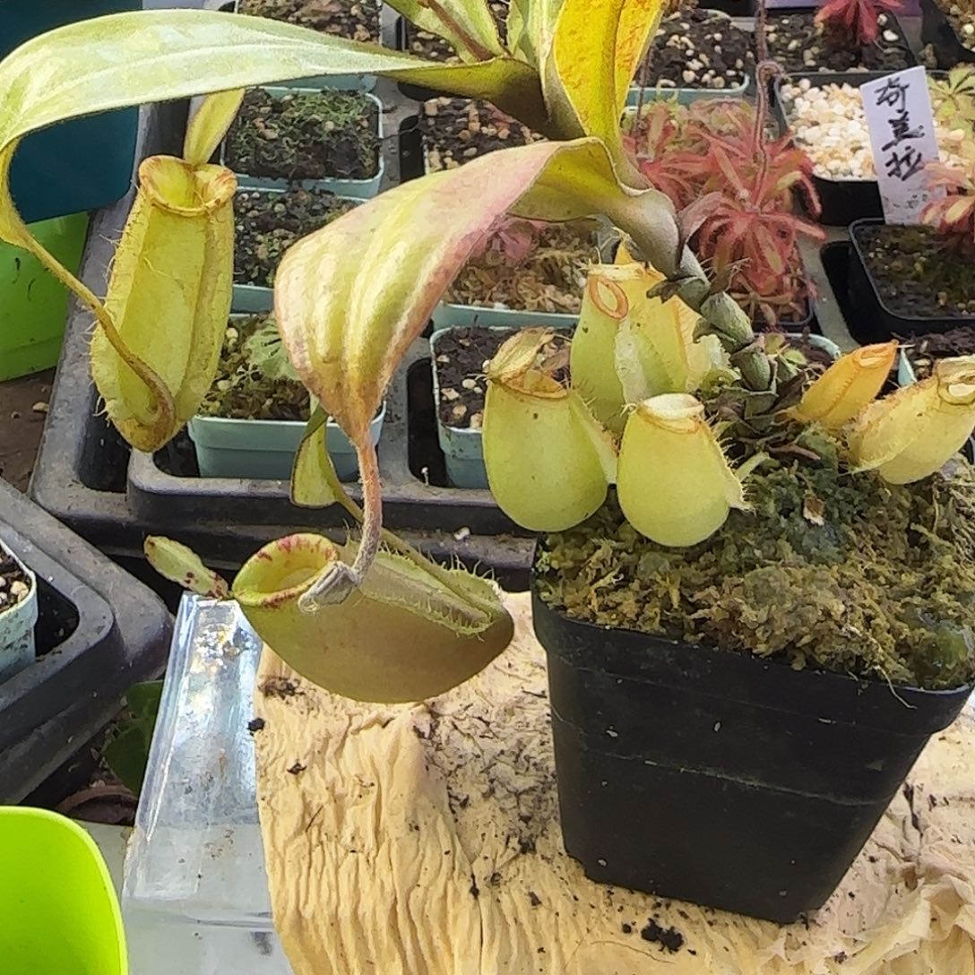 无花朵绿苹果猪笼
