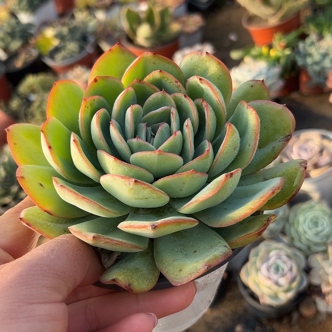 多肉植物晨露绿单头