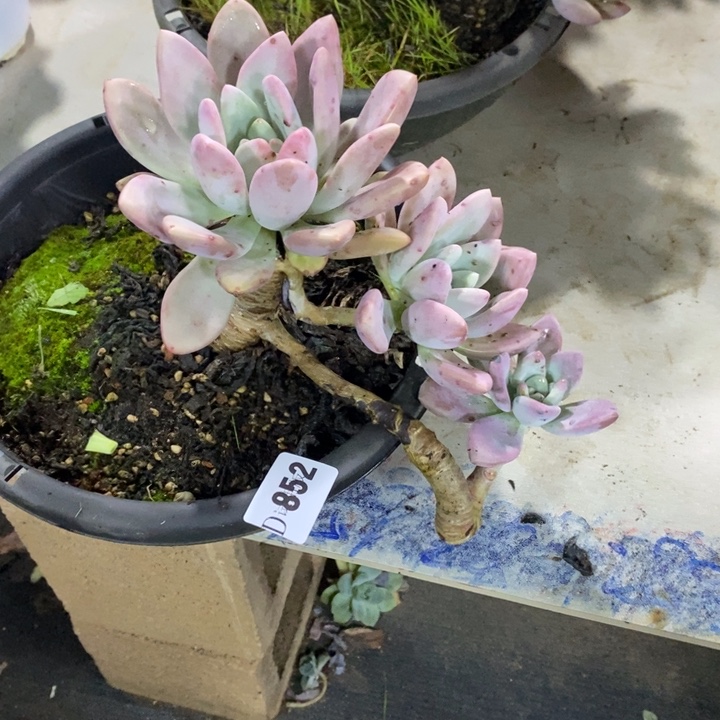 Y***J852奥普多肉植物多肉