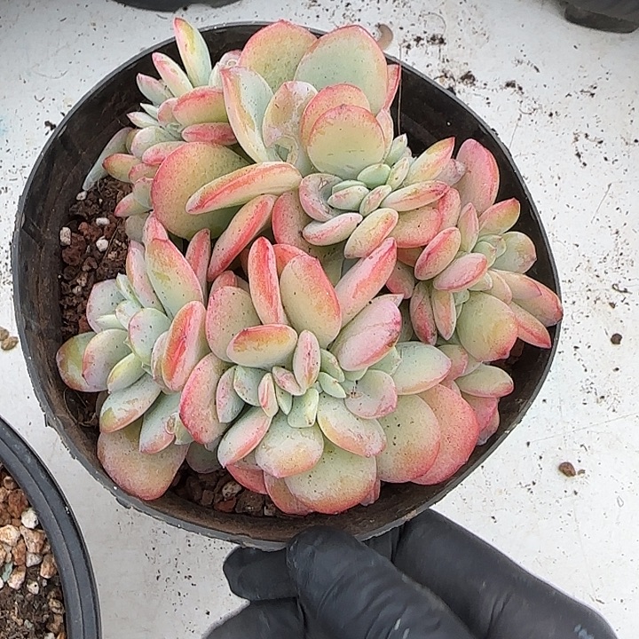青蛙王子儿童牙膏套装11