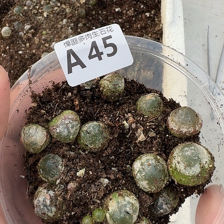 45多肉植物多肉植物